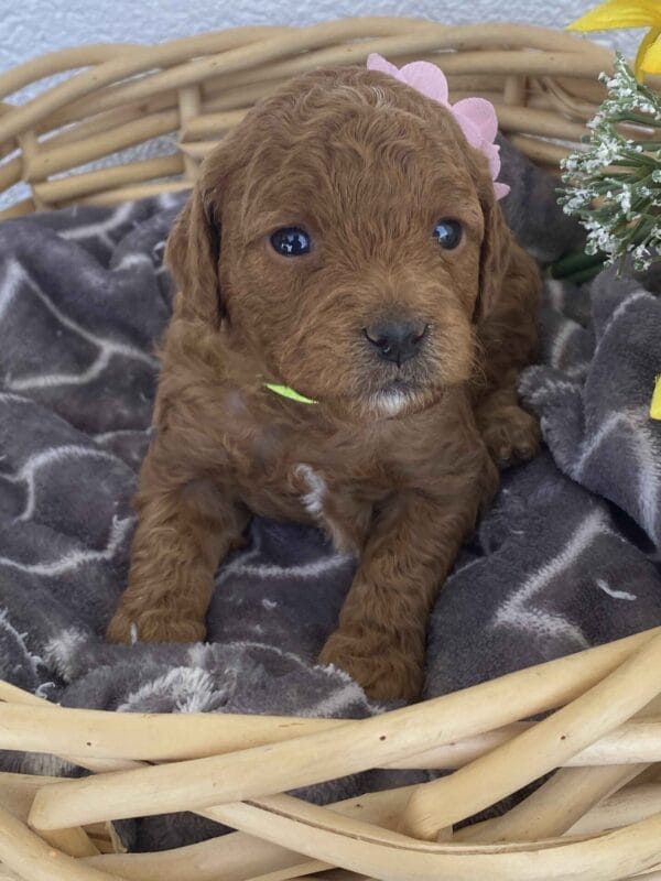 Zoe - Toy Goldendoodle Girl - Image 23