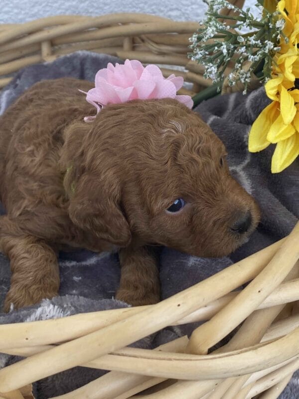 Zoe - Toy Goldendoodle Girl - Image 22