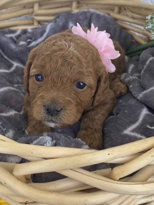 Zoe - Toy Goldendoodle Girl - Image 20