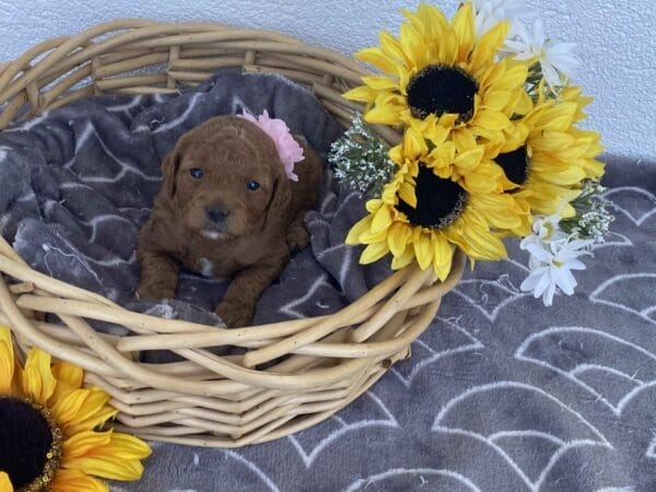 Zoe - Toy Goldendoodle Girl - Image 19