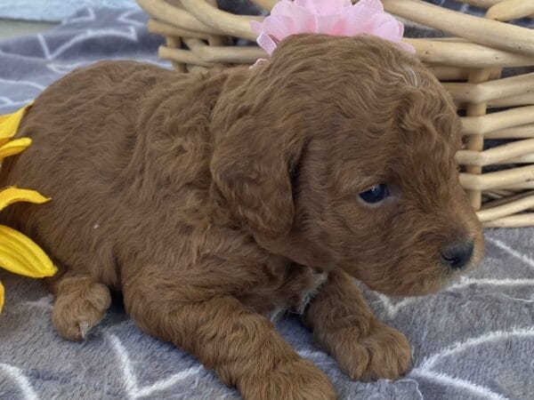 Zoe - Toy Goldendoodle Girl - Image 18