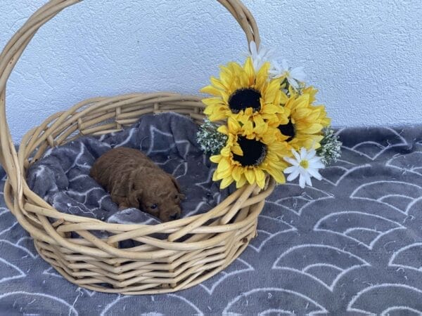 Bert - Micro Goldendoodle Boy - Image 15