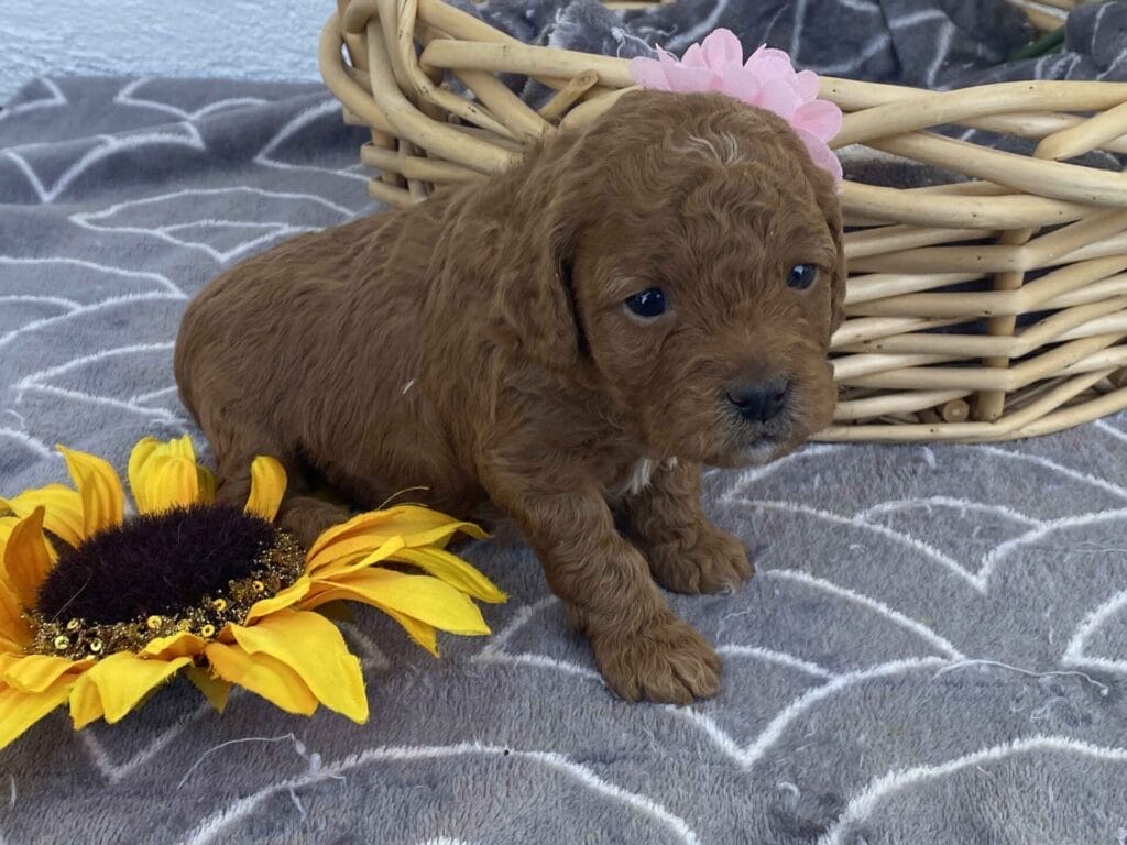 Zoe - Toy Goldendoodle Girl