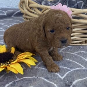 Zoe - Teacup Goldendoodle Girl