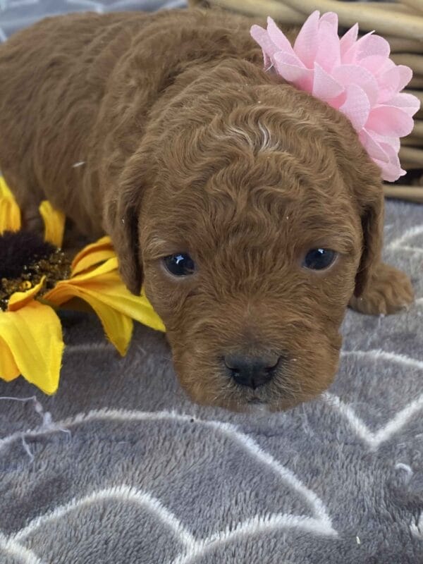 Zoe - Toy Goldendoodle Girl - Image 16