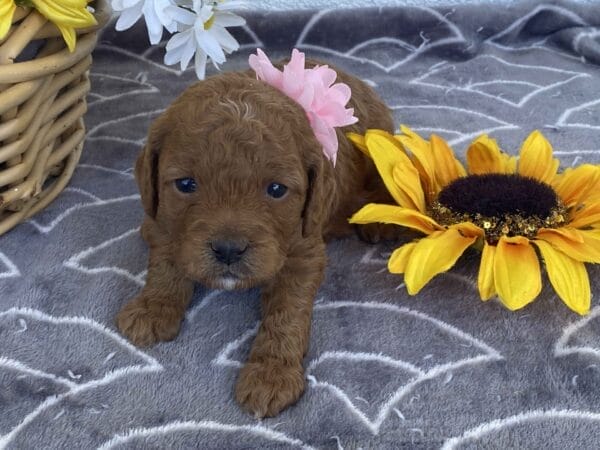 Zoe - Toy Goldendoodle Girl - Image 15