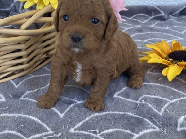 Zoe - Toy Goldendoodle Girl - Image 14