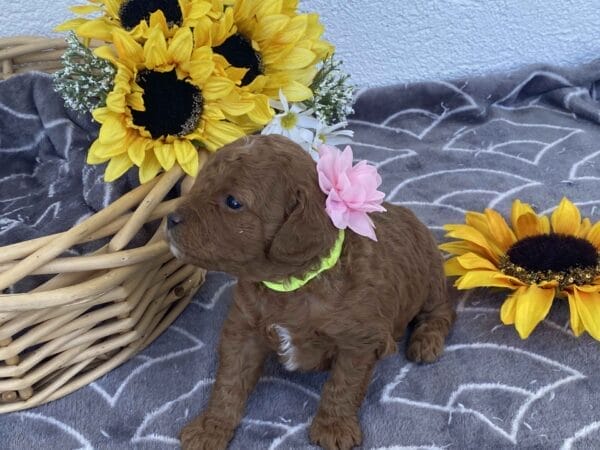 Zoe - Toy Goldendoodle Girl - Image 13