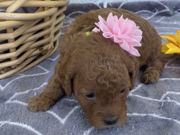 Zoe - Toy Goldendoodle Girl - Image 7