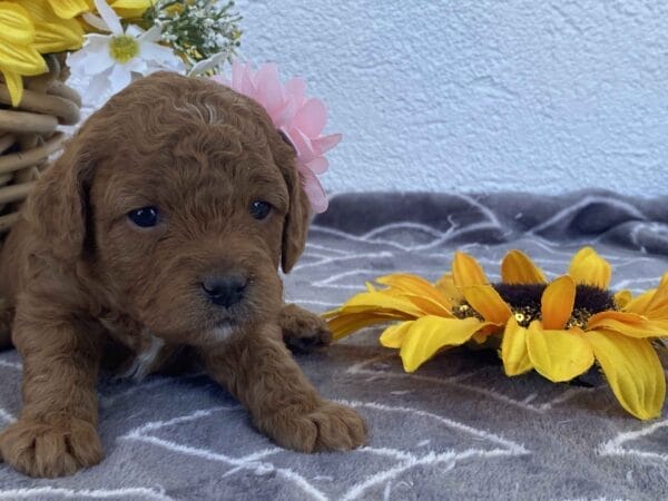 Zoe - Toy Goldendoodle Girl - Image 8