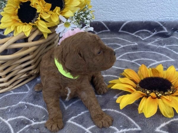 Zoe - Toy Goldendoodle Girl - Image 9