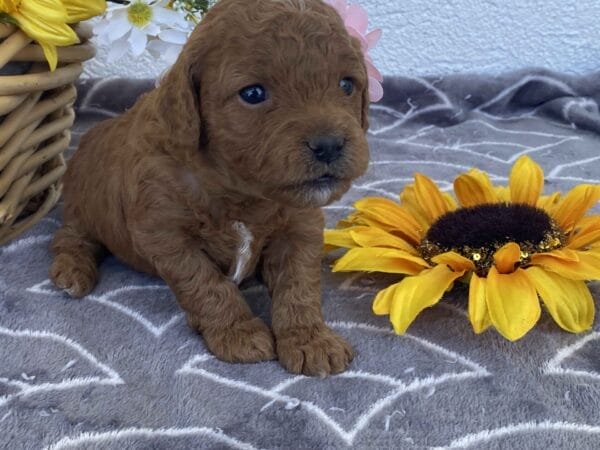 Zoe - Toy Goldendoodle Girl - Image 10