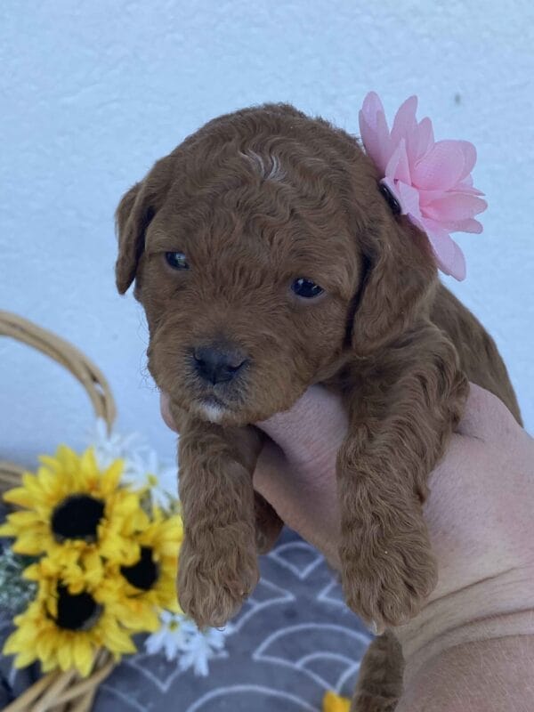 Zoe - Toy Goldendoodle Girl - Image 11