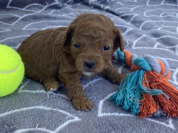 Bert - Micro Goldendoodle Boy - Image 14