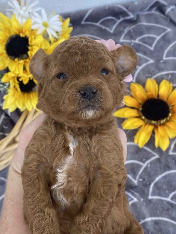 Zoe - Toy Goldendoodle Girl - Image 12