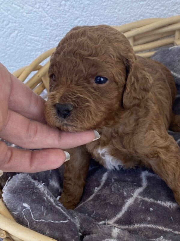 Barkley - Toy Goldendoodle Boy - Image 18