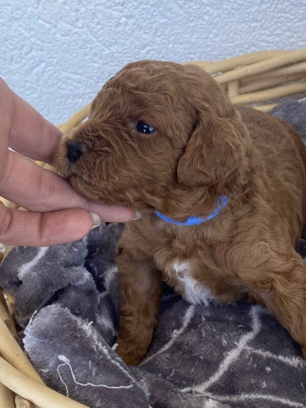 Barkley - Toy Goldendoodle Boy - Image 17