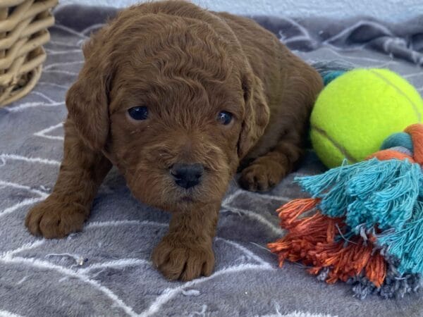 Barkley - Toy Goldendoodle Boy - Image 16