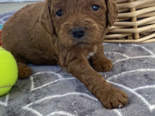 Barkley - Toy Goldendoodle Boy - Image 13