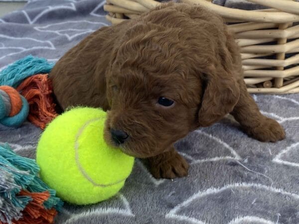 Barkley - Toy Goldendoodle Boy - Image 14