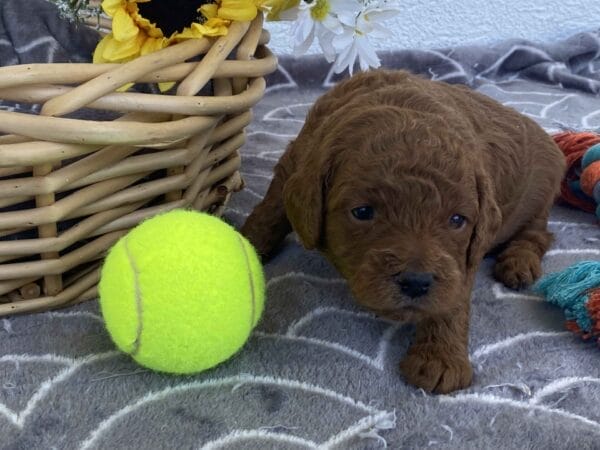 Barkley - Toy Goldendoodle Boy - Image 15