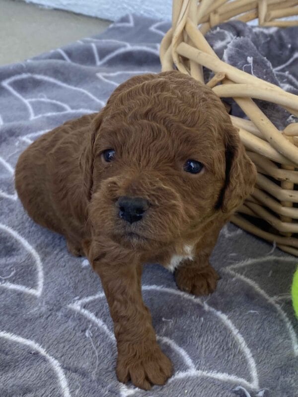 Barkley - Toy Goldendoodle Boy - Image 12