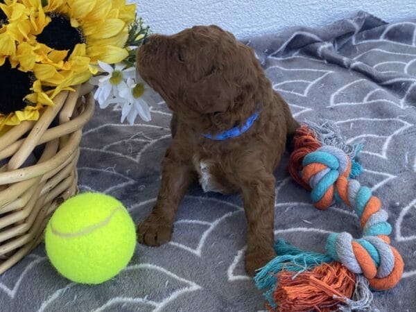 Barkley - Toy Goldendoodle Boy - Image 9