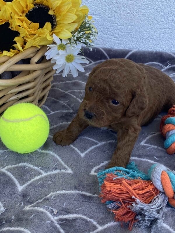 Barkley - Toy Goldendoodle Boy - Image 8