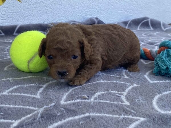 Bert - Micro Goldendoodle Boy - Image 8