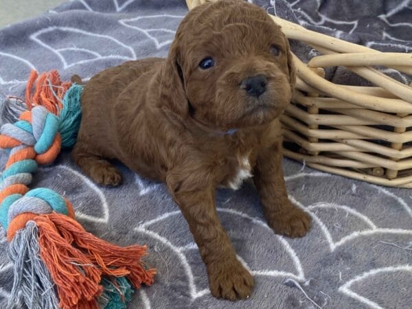 Barkley - Toy Goldendoodle Boy - Image 11