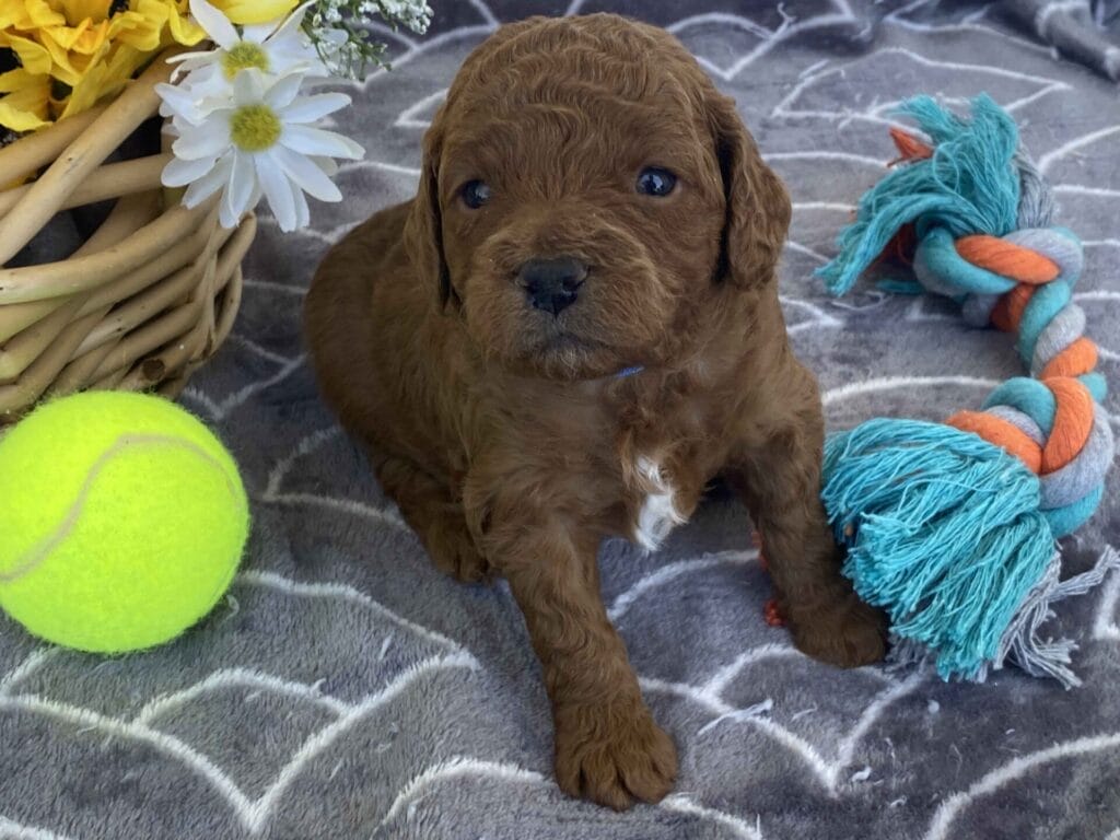 Barkley - Toy Goldendoodle Boy