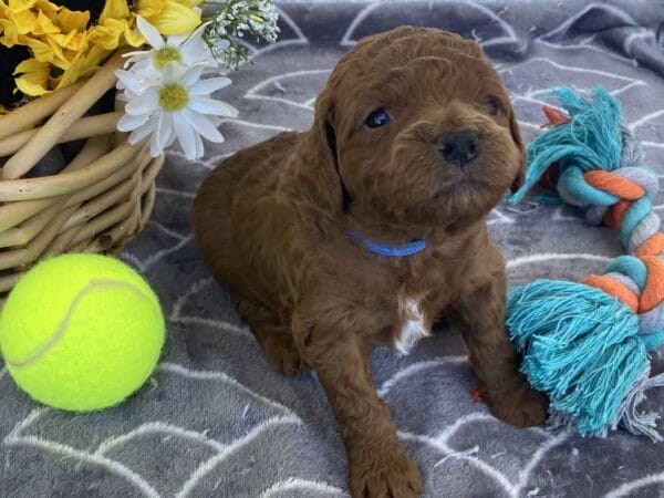 Barkley - Toy Goldendoodle Boy - Image 7