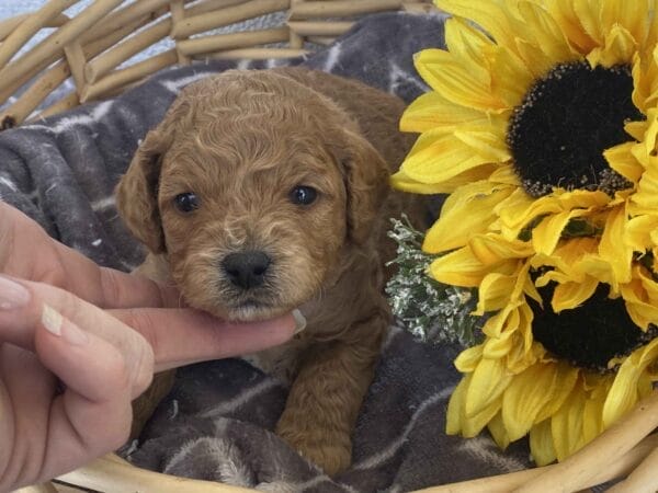 Snuffy - Toy Goldendoodle Boy - Image 17