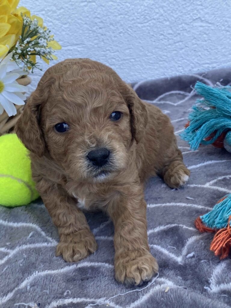 Snuffy - Toy Goldendoodle Boy