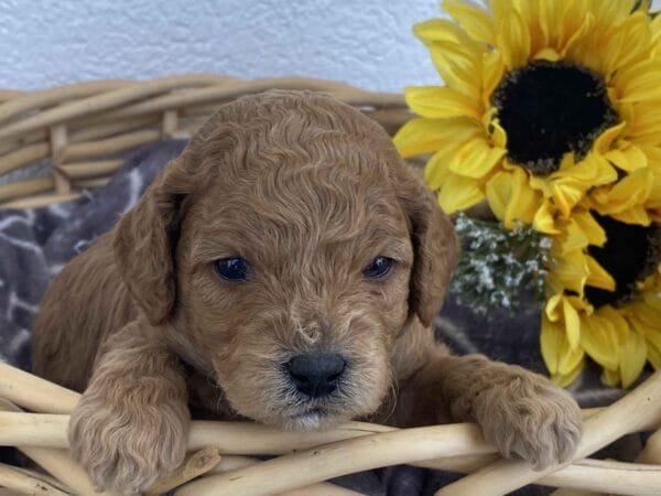 Snuffy - Toy Goldendoodle Boy - Image 13