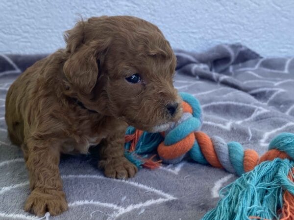 Bert - Micro Goldendoodle Boy - Image 7