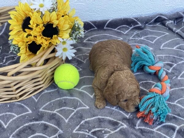 Snuffy - Toy Goldendoodle Boy - Image 9