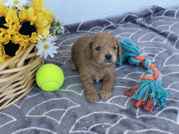 Snuffy - Toy Goldendoodle Boy - Image 11