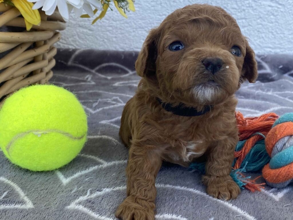 Bert - Micro Goldendoodle Boy