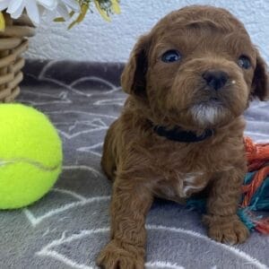 Bert - Micro Goldendoodle Boy