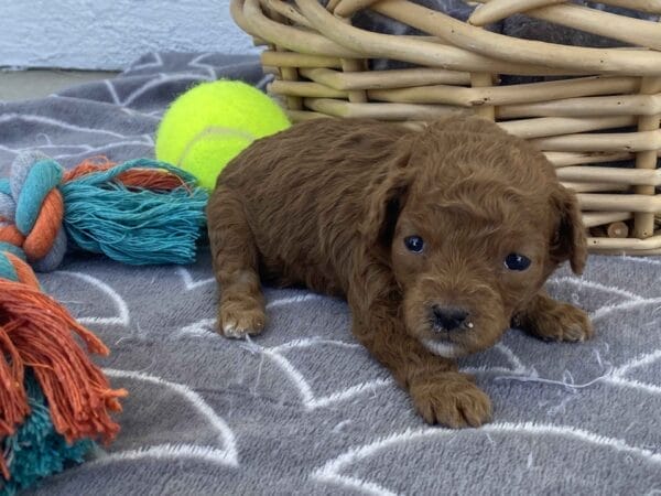 Bert - Micro Goldendoodle Boy - Image 9
