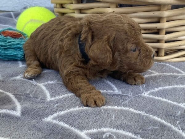 Bert - Micro Goldendoodle Boy - Image 10