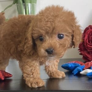 Bert - Micro Goldendoodle Boy