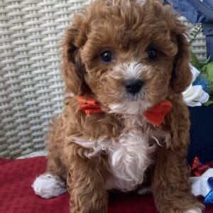 Napoleon - Micro Cavapoo Boy