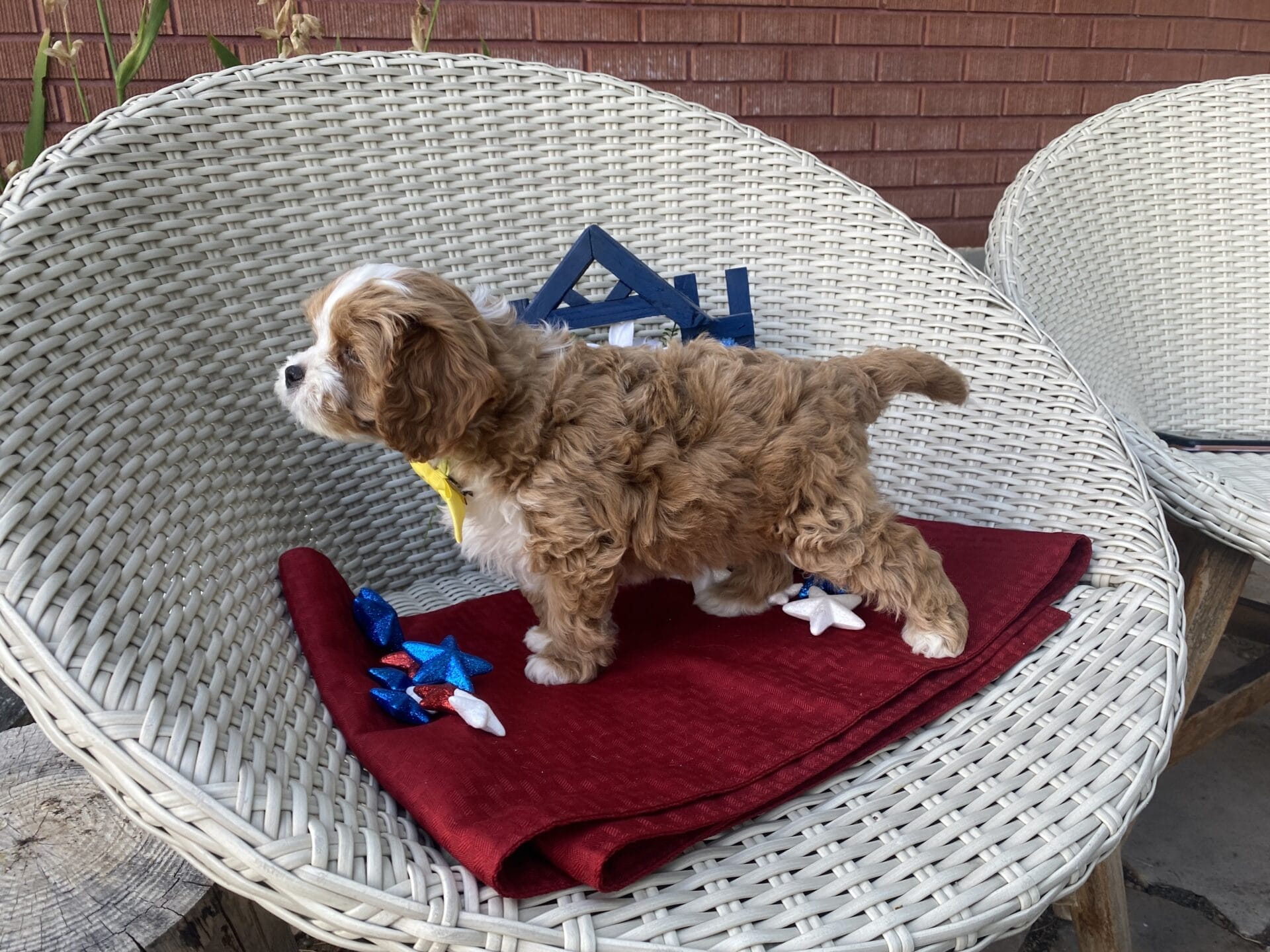 Roady - Micro Cavapoo Boy - Image 24