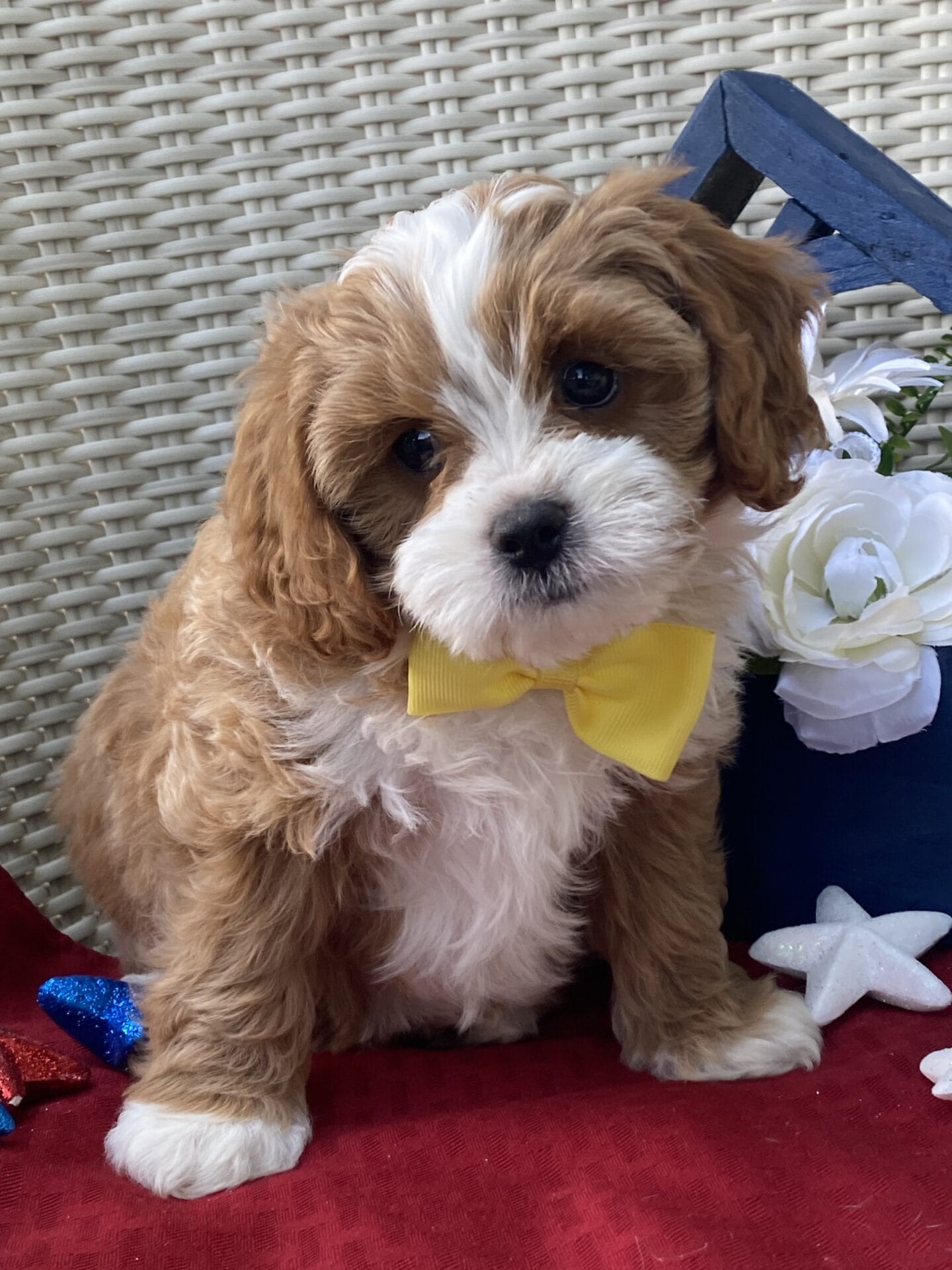 Roady - Micro Cavapoo Boy - Image 20