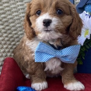 Oreo - Micro Cavapoo Boy
