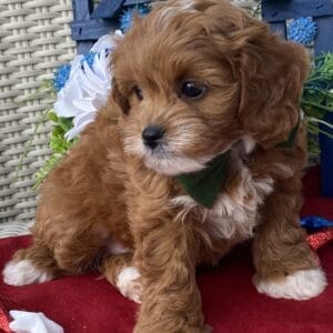 Rocky - Micro Cavapoo Boy
