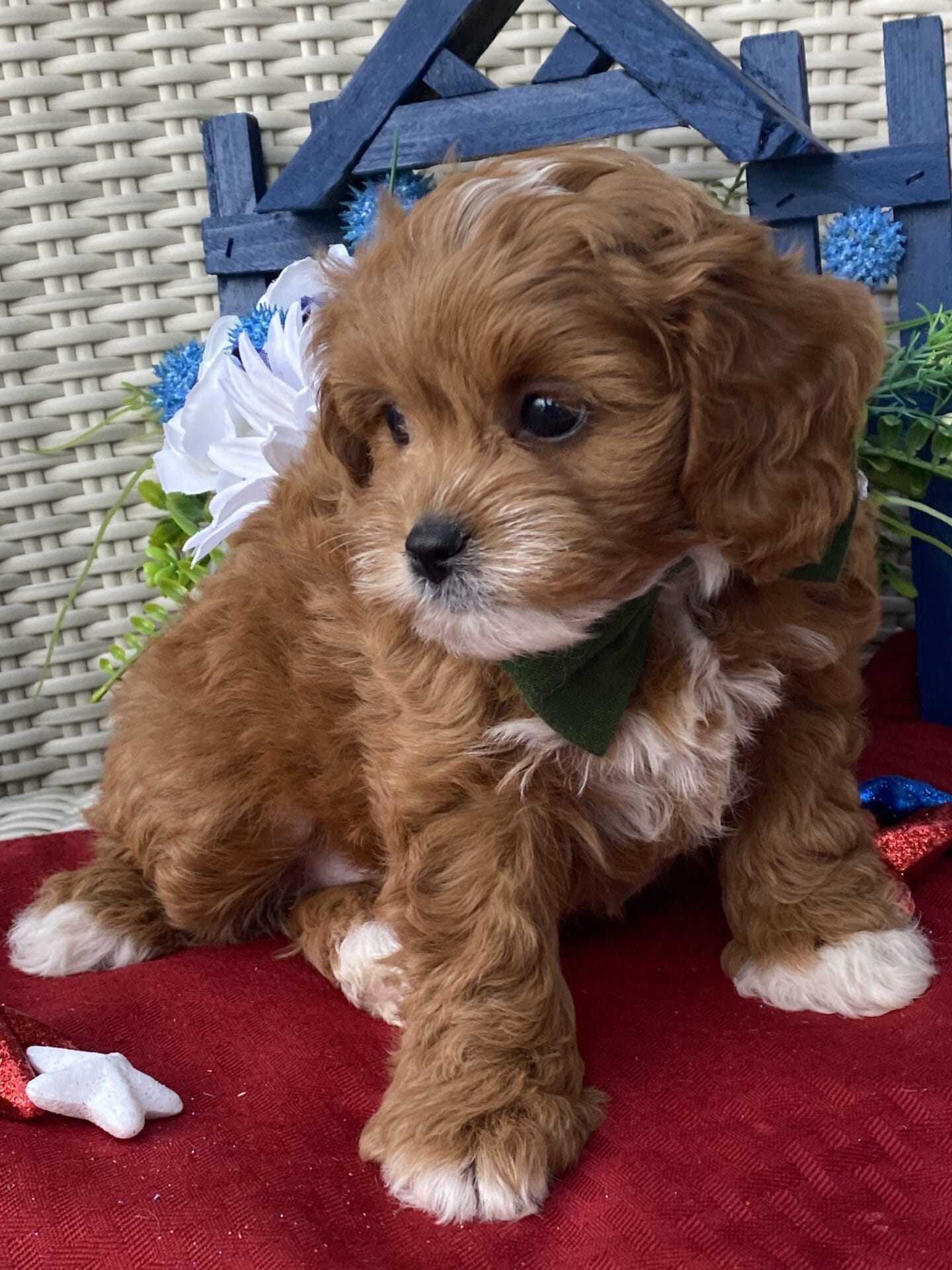 Rocky - Micro Cavapoo Boy