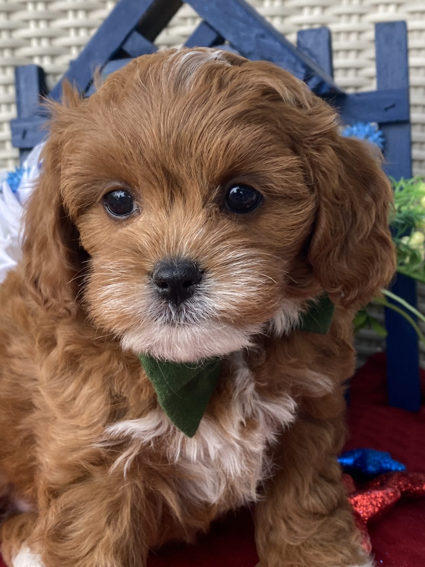 Rocky - Micro Cavapoo Boy - Image 22